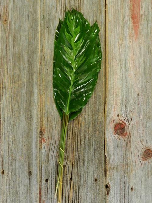 CALATHEA TROPICAL GREENS